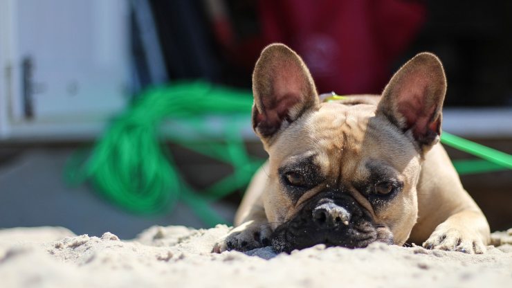 cosa non devi fare con il cane in spiaggia