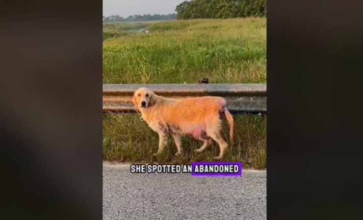 immagini del ritrovamento di un cane abbandonato in autostrada