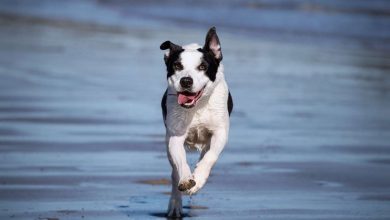 consigli per portare il cane in spiaggia