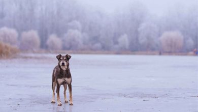 video del salvataggio di un cane su lago ghiacciato