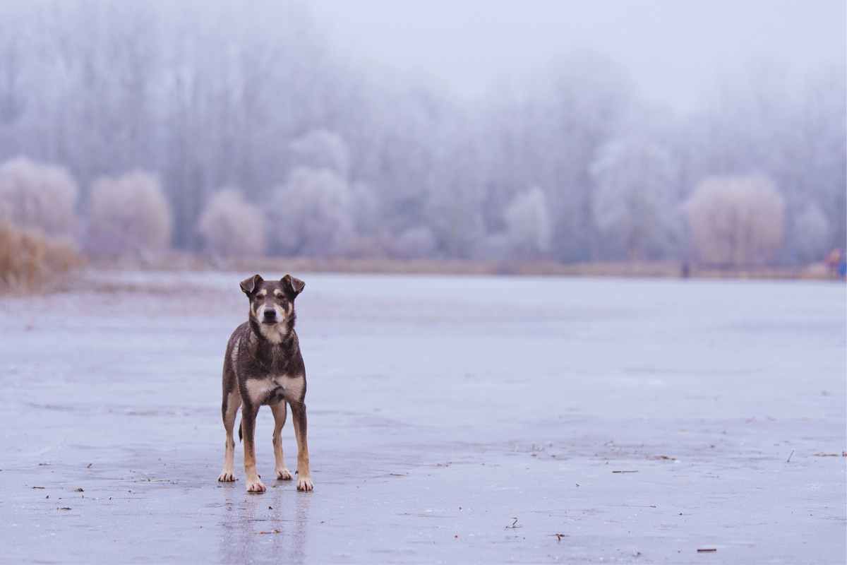 video del salvataggio di un cane su lago ghiacciato