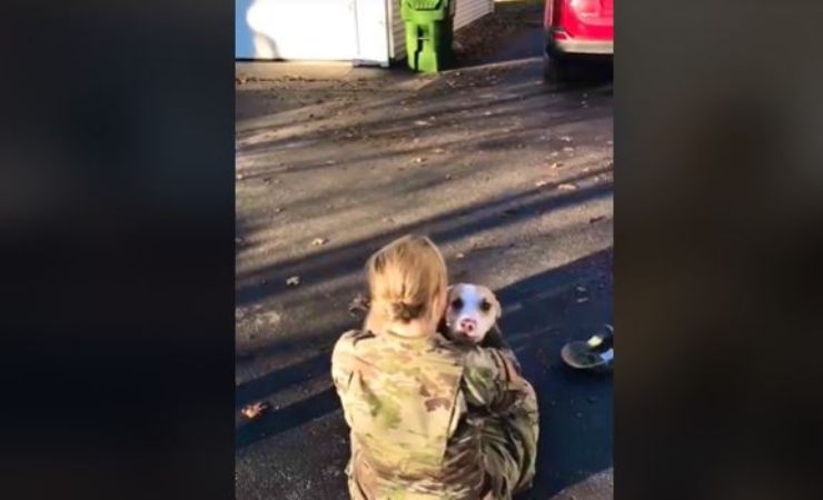 video virale del cane che incontra la padrona