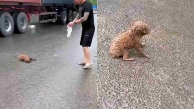 cane abbandonato sotto la pioggia viene salvato