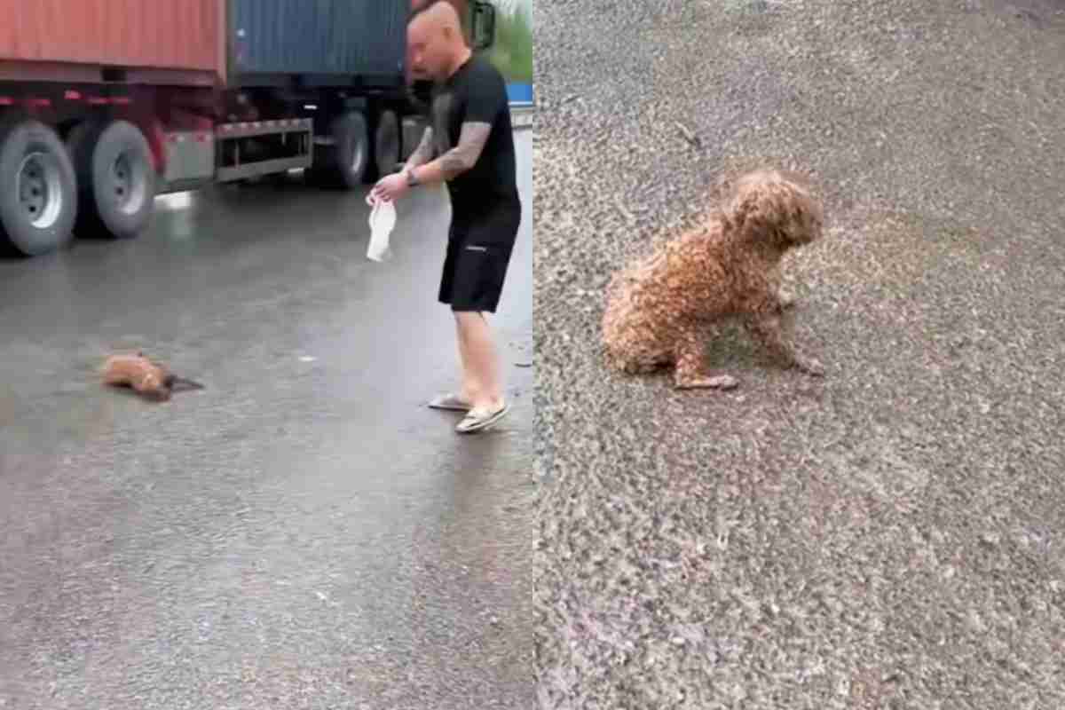 cane abbandonato sotto la pioggia viene salvato