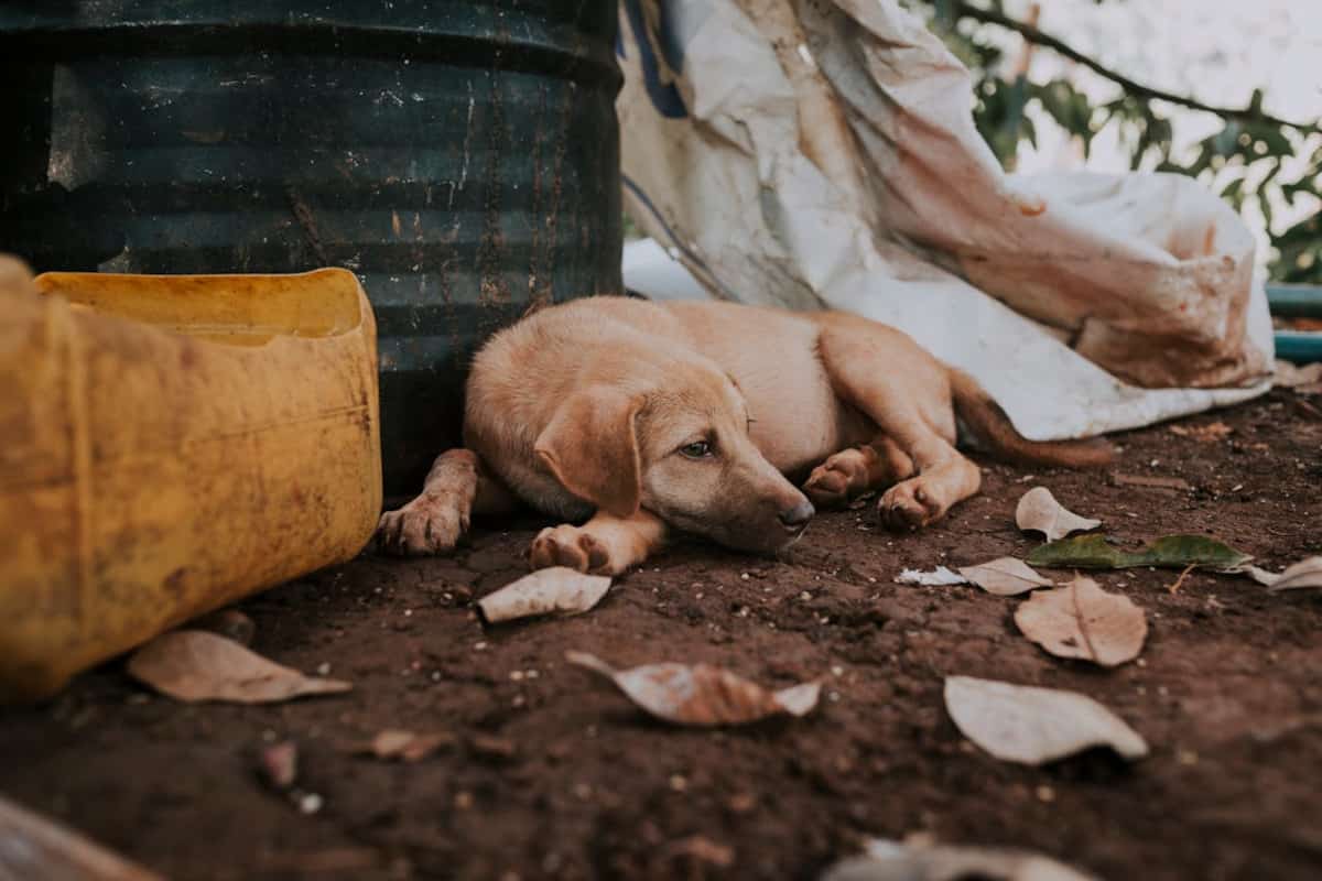 cagnolina abbandonata video salvataggio