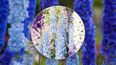 il delphinium e come coltivarlo