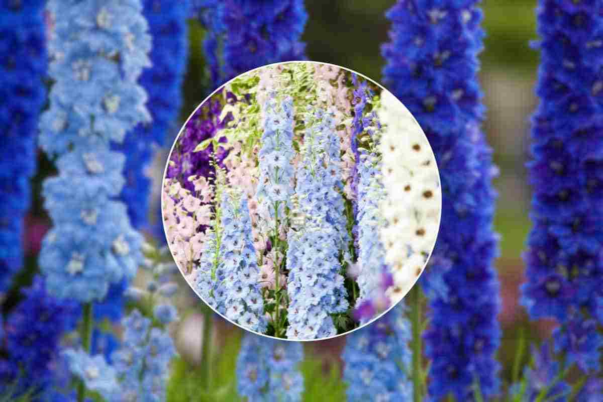 il delphinium e come coltivarlo