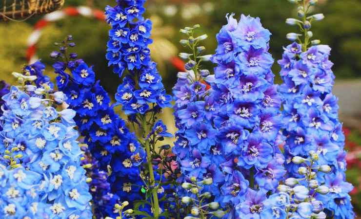 come coltivare il delphinium