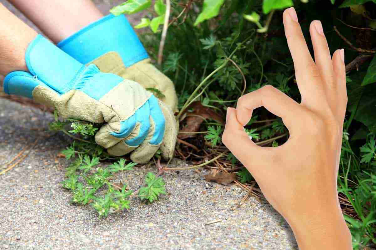 eliminare definitivamente le erbacce in giardino