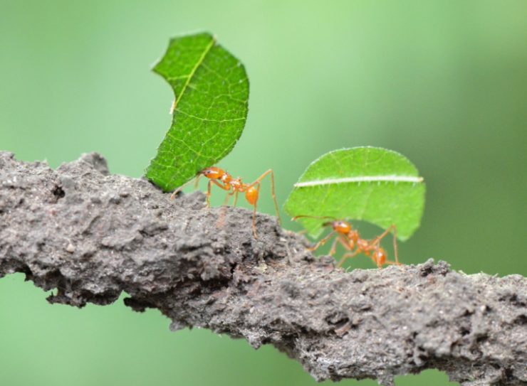 rimedi contro le formiche