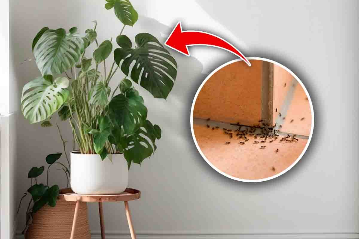 come eliminare le formiche che infestano le piante