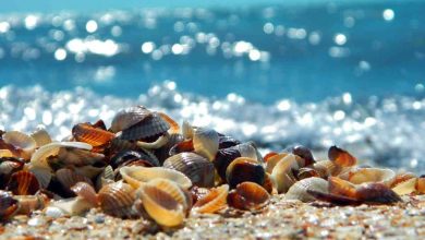 raccogliere conchiglie in spiaggia