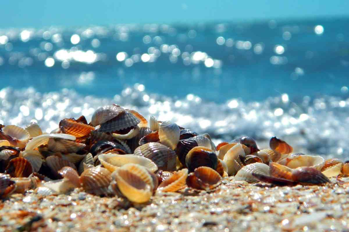 raccogliere conchiglie in spiaggia