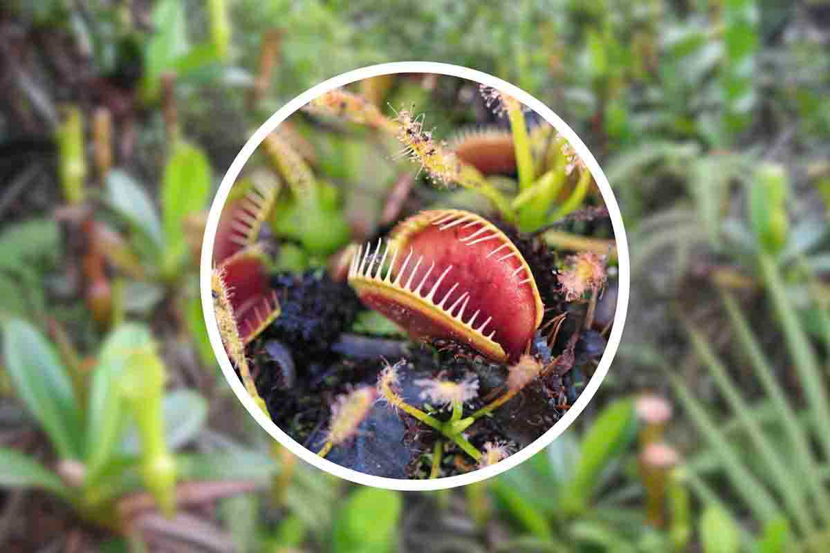 I nuovi studi che riguardano le piante carnivore: come sfruttarle per salvarci