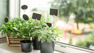 come avere piante i n ordine sul balcone