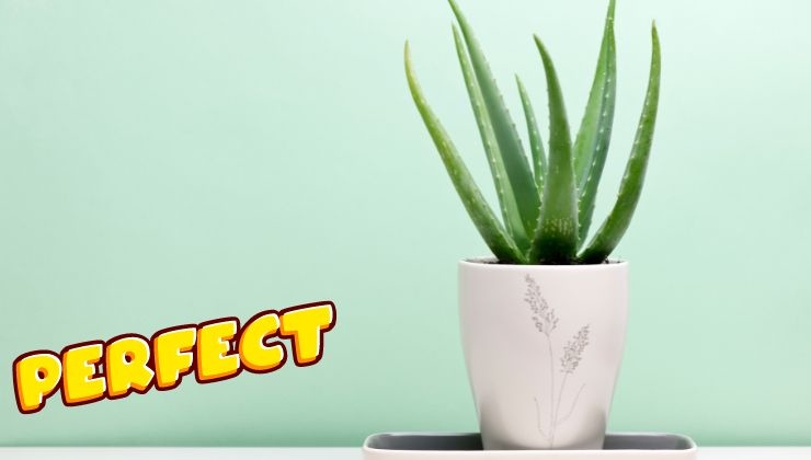 l'aloe vera pianta grassa che ama l'umidità