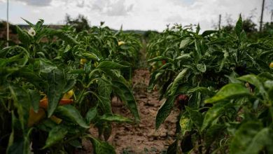 cambiamenti climatici e povertà