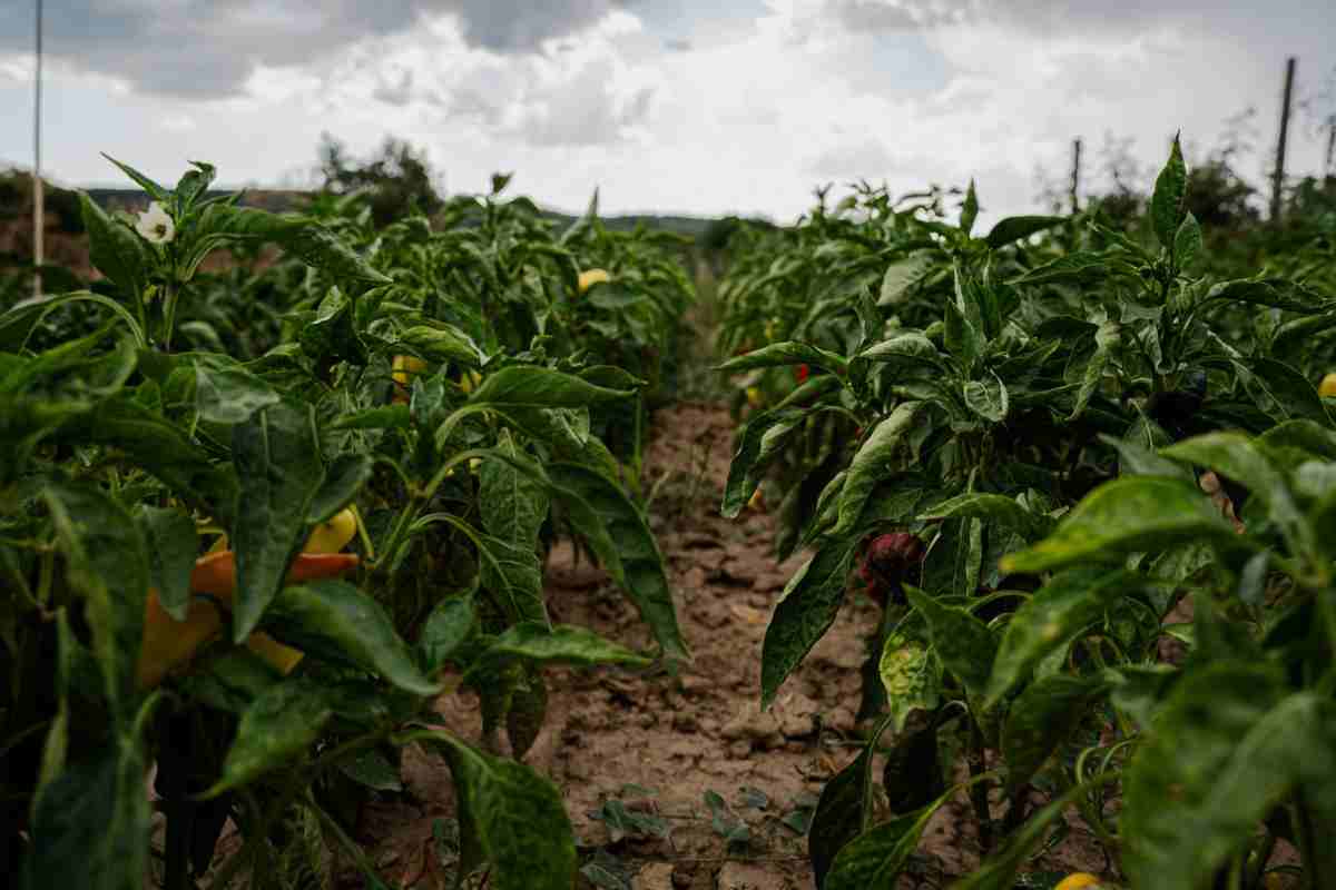 cambiamenti climatici e povertà