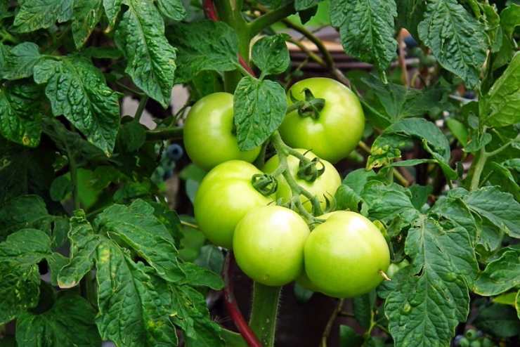 infallibile metodo per far crescere pomodorini in balcone 