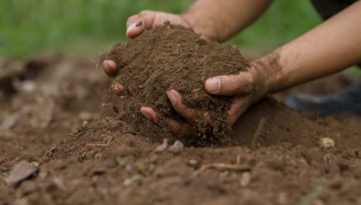 Il tipo di terriccio per piante da evitare sempre