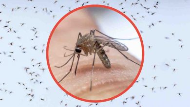 zanzara giapponese rischio puntura come difendersi
