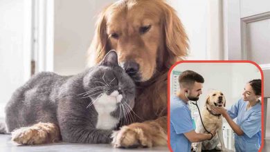 Cosa fare quando cane e gatto respirano in questa maniera