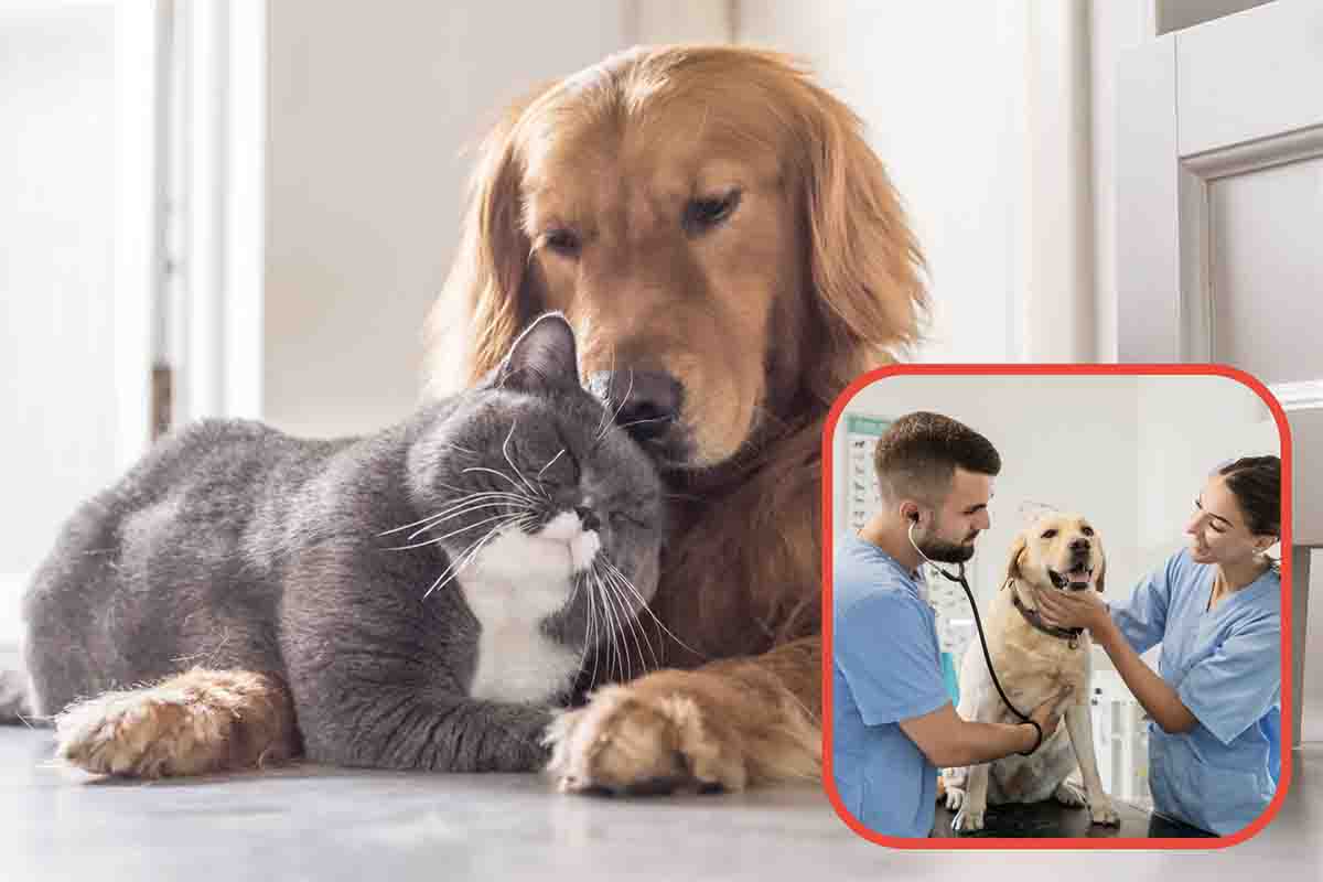 Cosa fare quando cane e gatto respirano in questa maniera