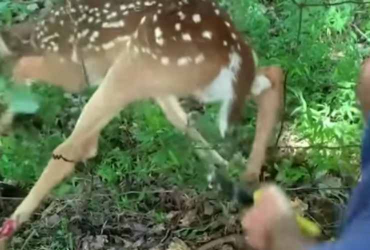 Video del cerbiatto bloccato