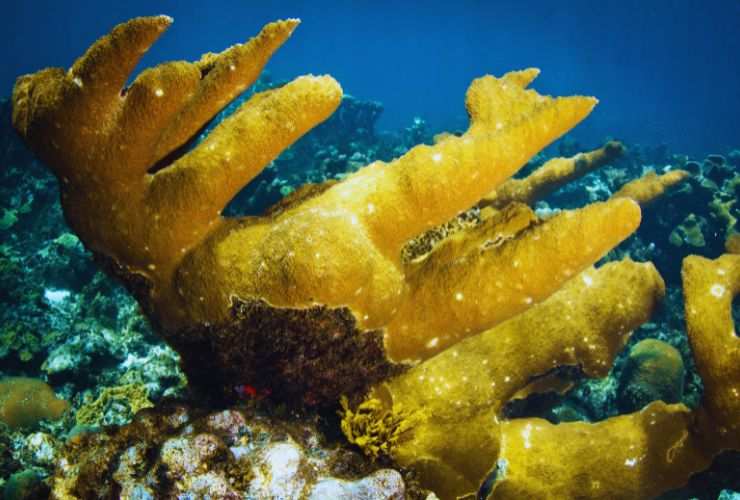 Coralli giganti paura