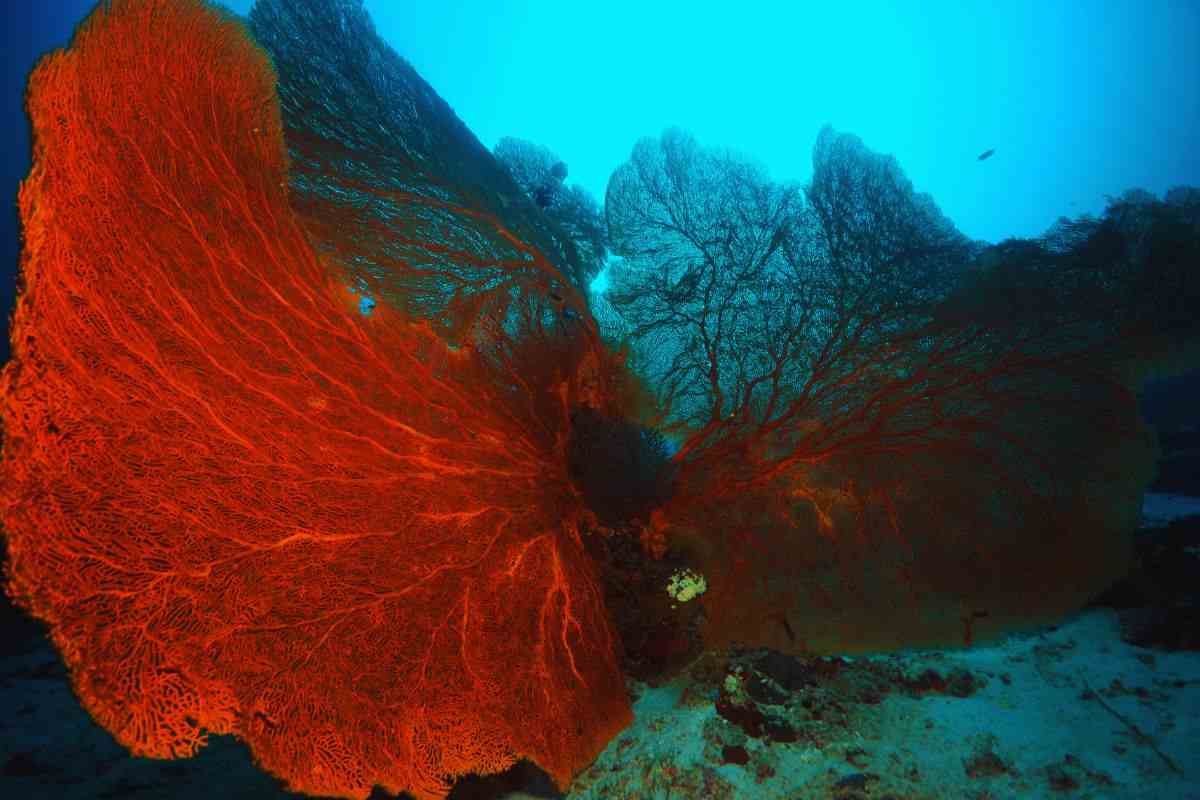 Coralli e salvataggio