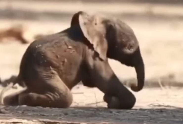 Il cucciolo di elefante divenuto virale