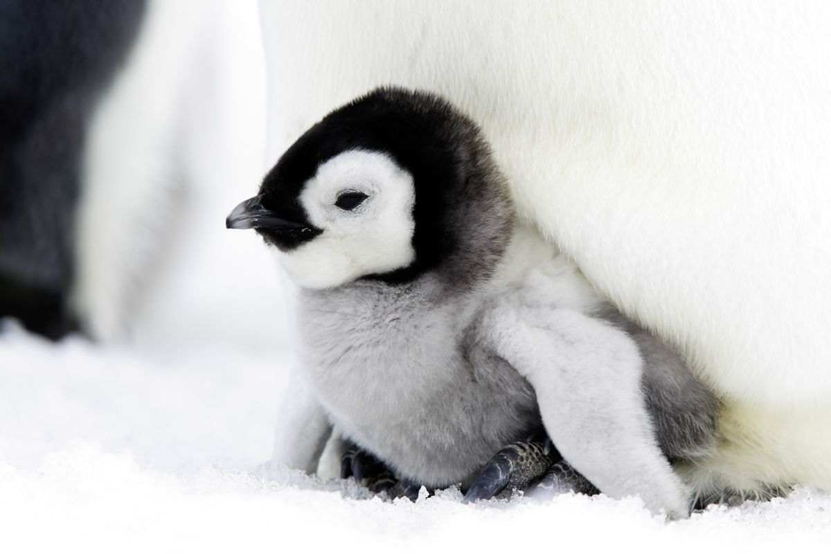 Cucciolo pinguino vuole carezze