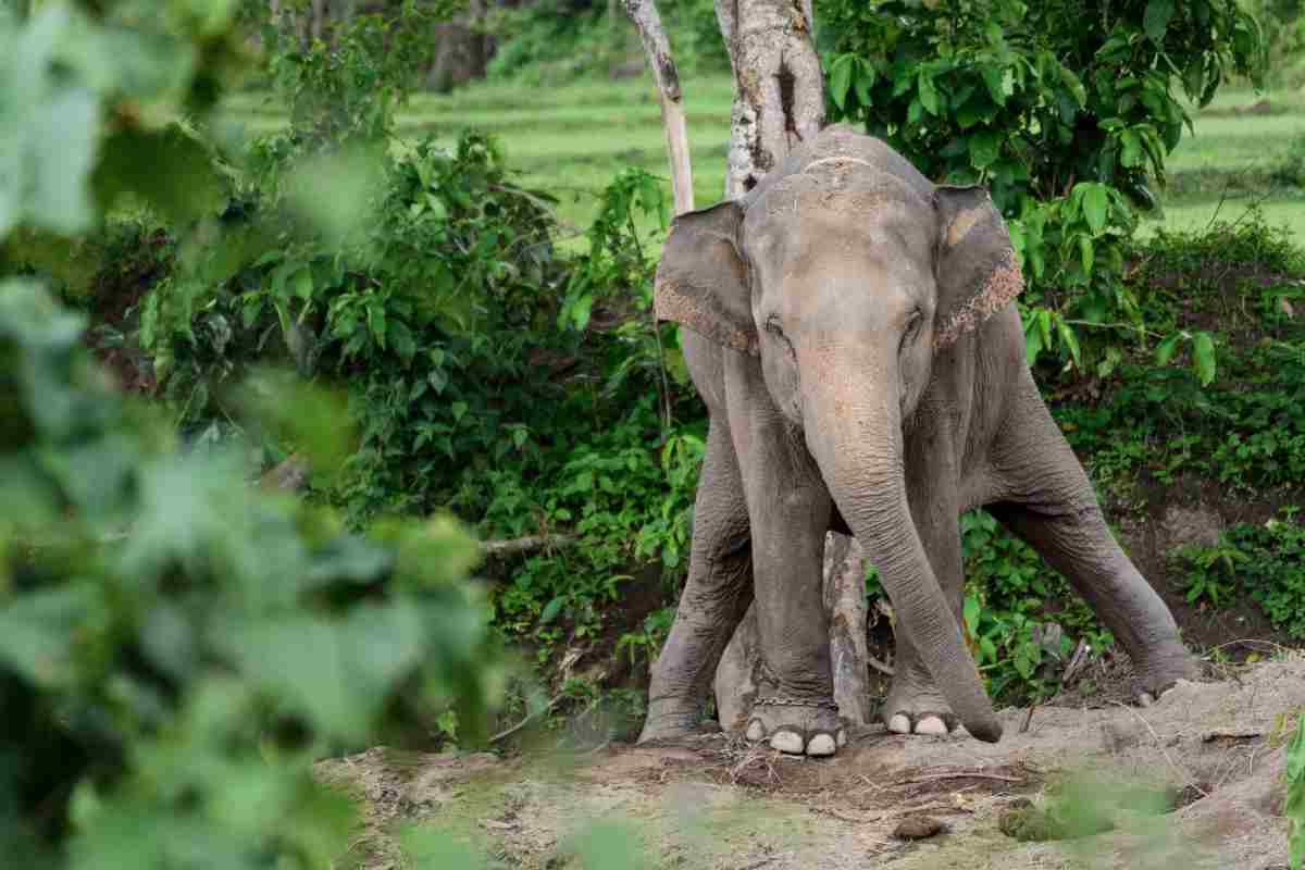 Elefante muove buffamente i primi passi