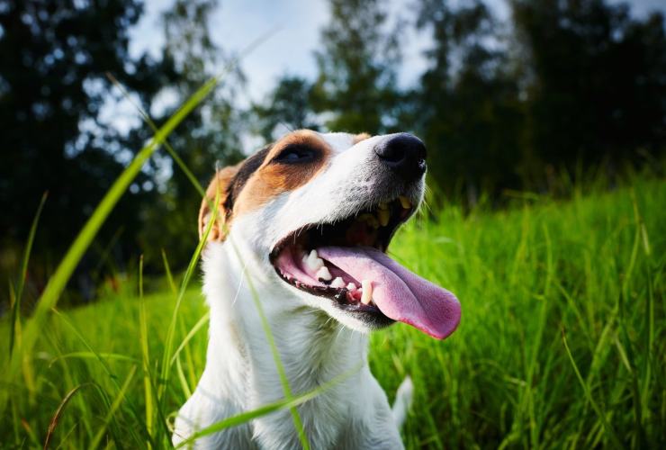 Come comportarsi quando i nostri animali respirano male