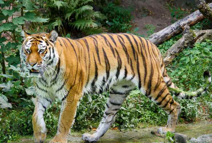 Vero motivo della striatura della tigre