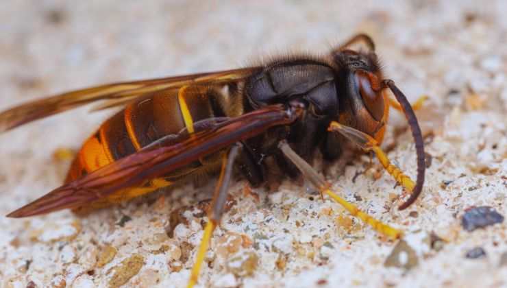 Vespa Velutina come affrontarla?