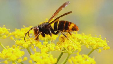 Vespa Velutina e come affrontarla?