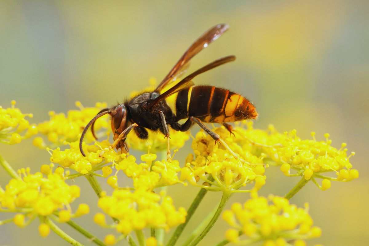 Vespa Velutina e come affrontarla?