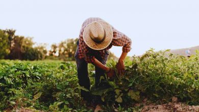 Agricoltura cosa accade?