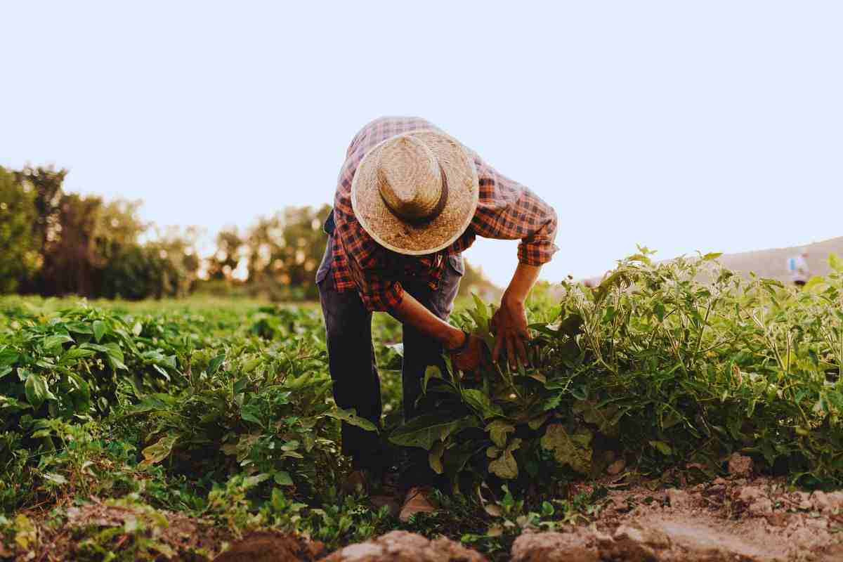 Agricoltura cosa accade?