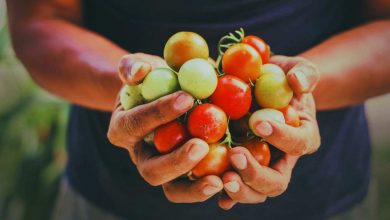 Agricoltura come funziona?