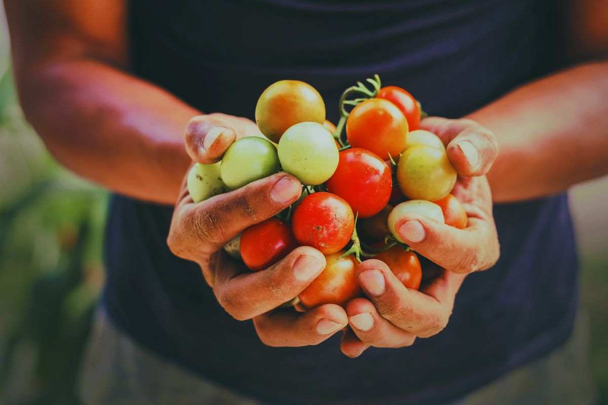 Agricoltura come funziona?