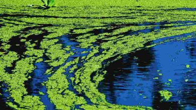 alga tossica in puglia