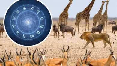 Quale animale riflette il tuo segno zodiacale