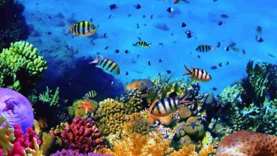 I rischi della barriera corallina