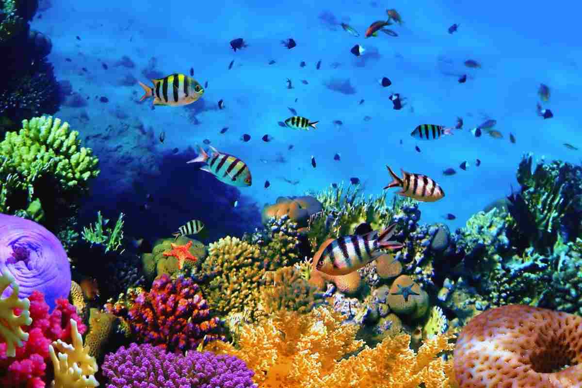 I rischi della barriera corallina