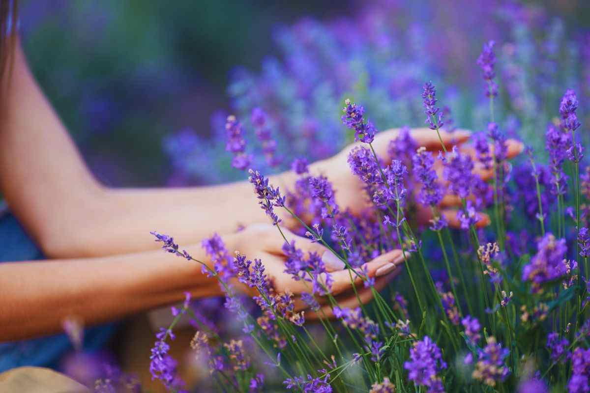 La Lavanda in Toscana