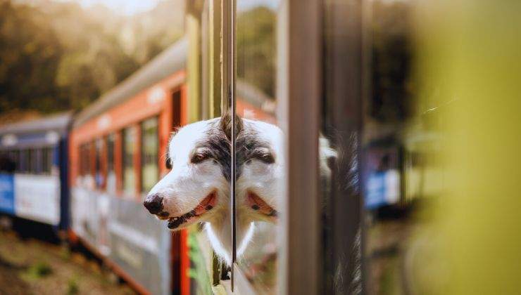 Cani e gatti come portarli?