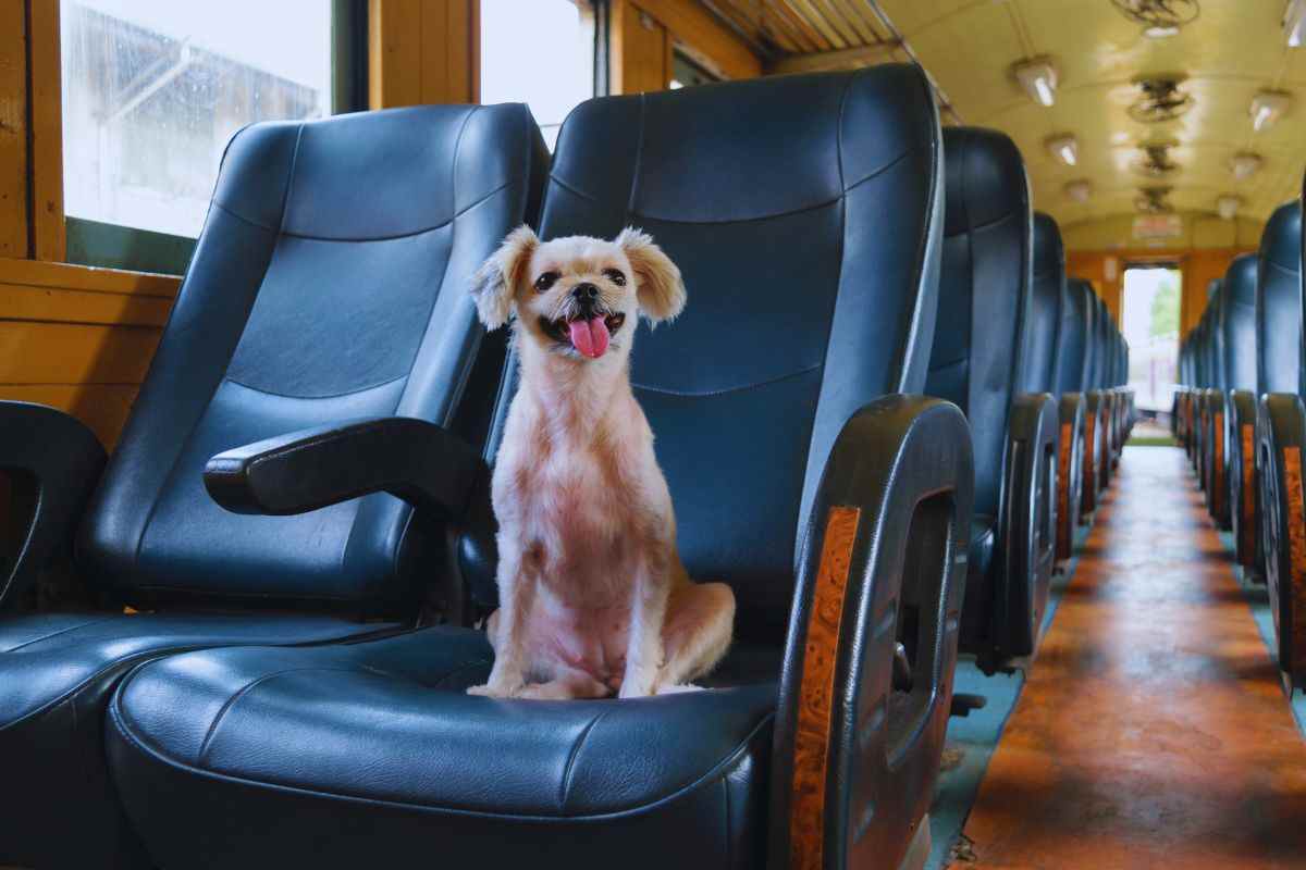 Treno cani e gatti