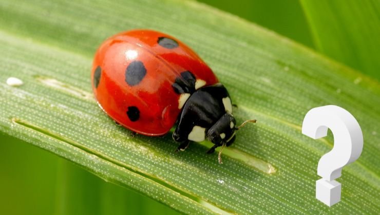 curiosità sulle coccinelle